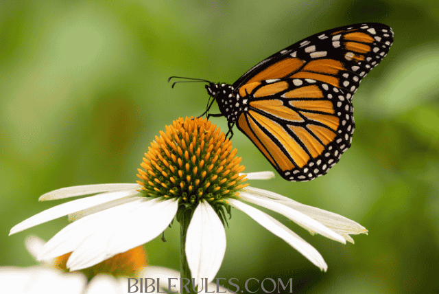 butterflies-in-the-bible