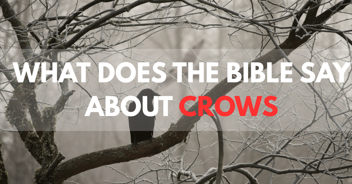 what-does-the-bible-say-about-crows
