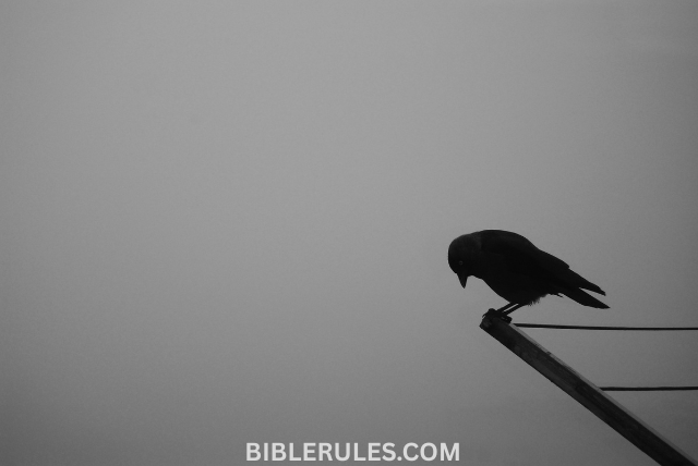 what-does-the-bible-say-about-crows