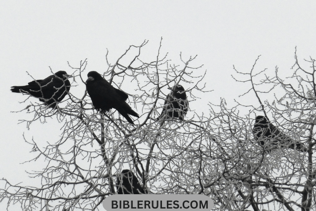 what-does-the-bible-say-about-crows
